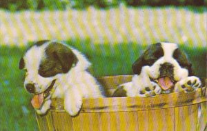 Dogs Baby Saint Bernards