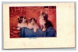 Vintage 1910's Postcard Three Cute Cats - Wide Awake