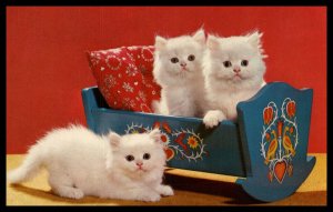 Cats in a Cradle