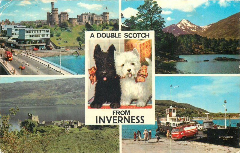 Scotland Postcard Inverness different aspects dog