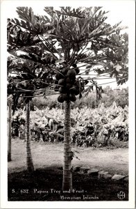 RPPC Papaya Tree and Fruit, Hawaiian Islands HI Vintage Postcard W57