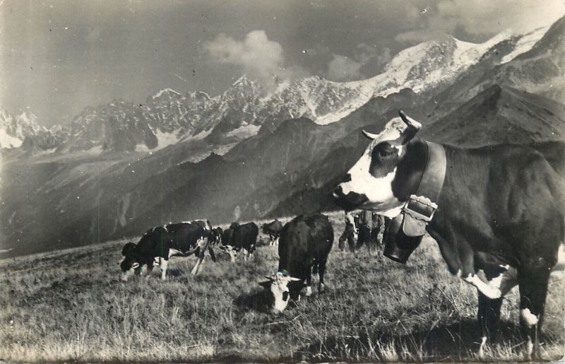 The Queen of the Alps Alpine pastoral scenic photo postcard with cows