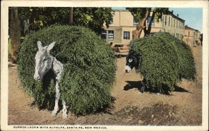 Santa Fe New Mexico NM Burros Pack Mules Carry Alfalfa Vintage Postcard