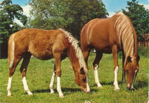 Two horses grazing  Nice modern Italian photo postcard