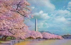 Washington Monument And Cherry Blossoms Washington D C 1962