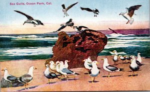 California Ocean Park Sea Gulls