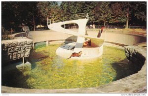 Otters, Stanley Park, VANCOUVER, British Columbia, Canada, 40-60´s