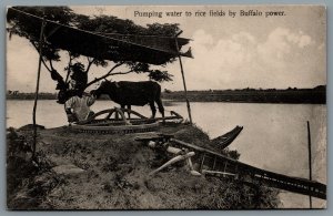 Postcard Shanghai China c1914 Pumping Water to Rice Fields by Buffalo Power