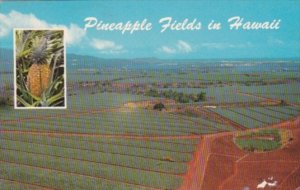 Hawaii Oahu Dole Pineapple Fields 1975