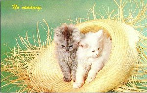 No Vacancy Two Kittens Cats Straw Hat Vintage Postcard Standard View Card