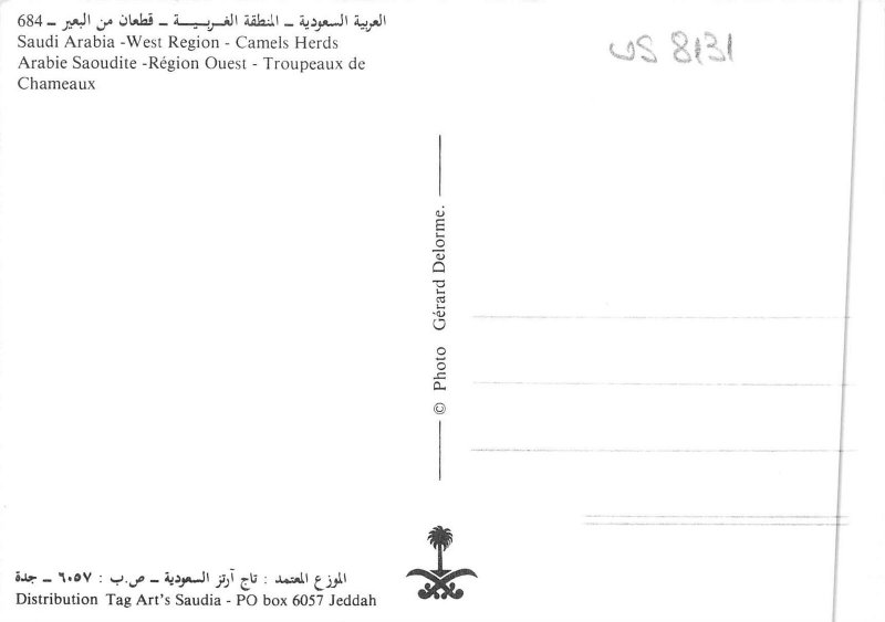 us8131 saudit arabia west region camels herds saudi arabia Djedda