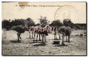 Old Postcard Morocco L & # 39Elevage From & # 39Autruche In Morocco Ostrich