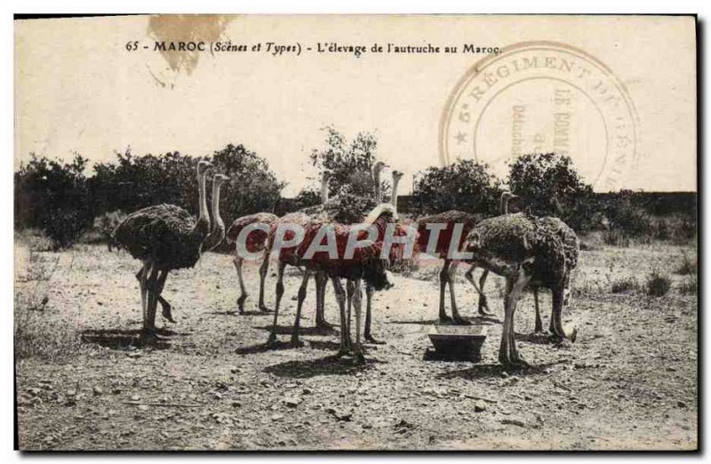 Old Postcard Morocco L & # 39Elevage From & # 39Autruche In Morocco Ostrich