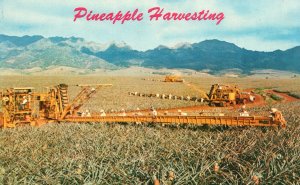 Vintage Postcard Pineapple Harvesting Libby's Machinery & Skillful Pickers Labor