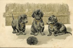 Three Dachshunds Observe a Hedgehog, Tekkel Dackel (1899) Embossed Postcard