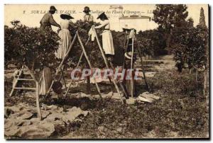 Old Postcard Cote d & # 39Azur picking flowers & # 39orangers