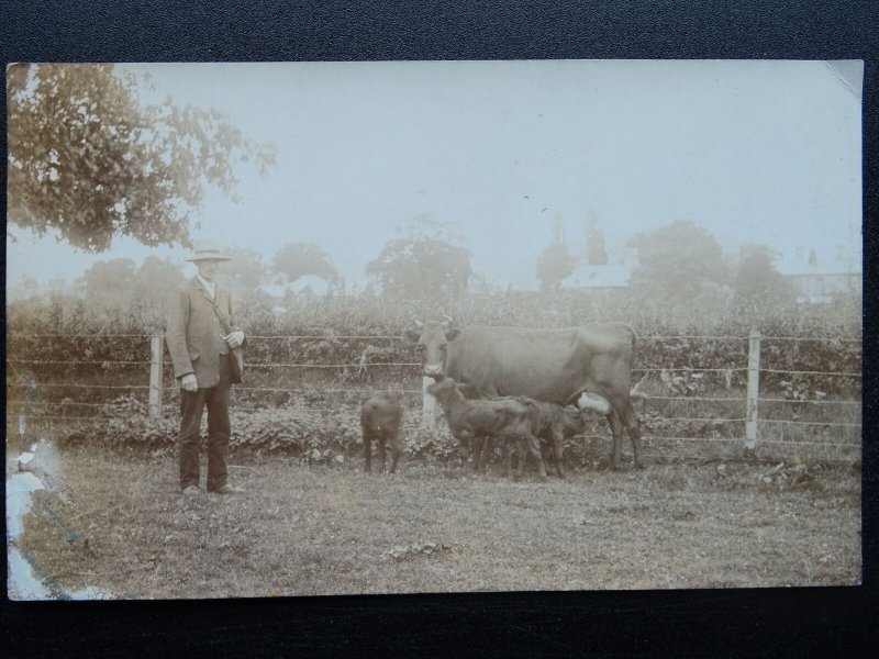 English Country Life PROUD GENT/FARMER WITH COW & CALFS c1905 RP Postcard