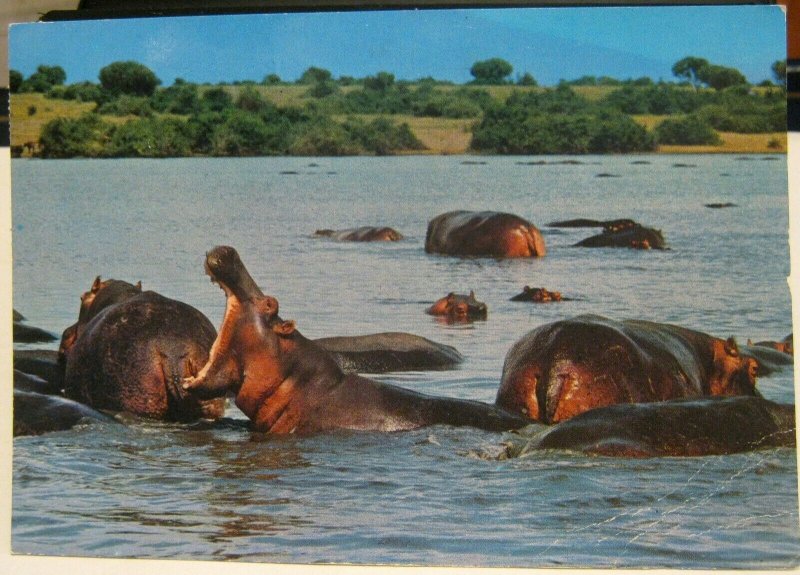 Kenya African Wildlife Hippo Pool - posted