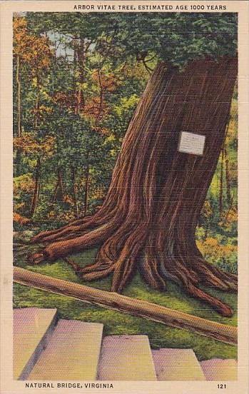 Arbor Vitae Tree Estimated Age 10000 Years Natural Bridge Virginia