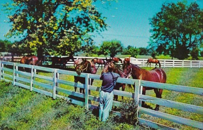 Kentucky Lexington Typical Blue Grass Horse Farm