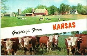 Greetings from Kansas w Cows & Farm Postcard