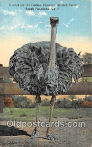 Plumes, Cawston Ostrich Farm South Pasadena, CA, USA