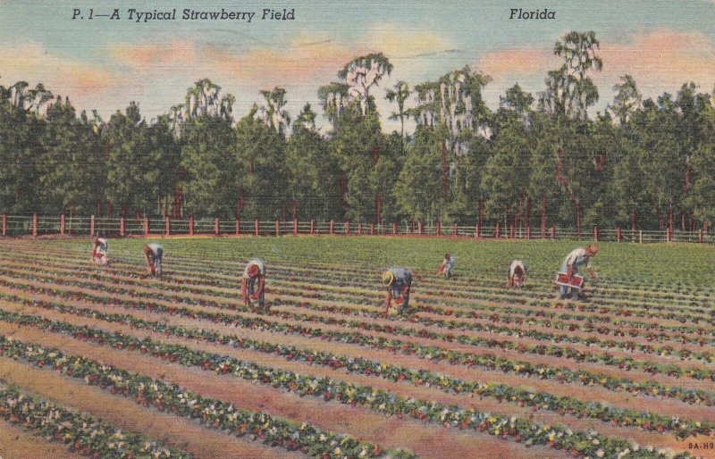 Florida Typical Strawberry Field 1952 Curteich sk6934