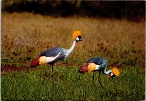 VINTAGE CONTINENTAL SIZE POSTCARD PAIR OF CROWN BIRDS OF EAST AFRICA 1970s