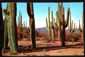 Arizona Cactus Giant Cacti, Saguaros Estimated to be 250 years old - Chrome