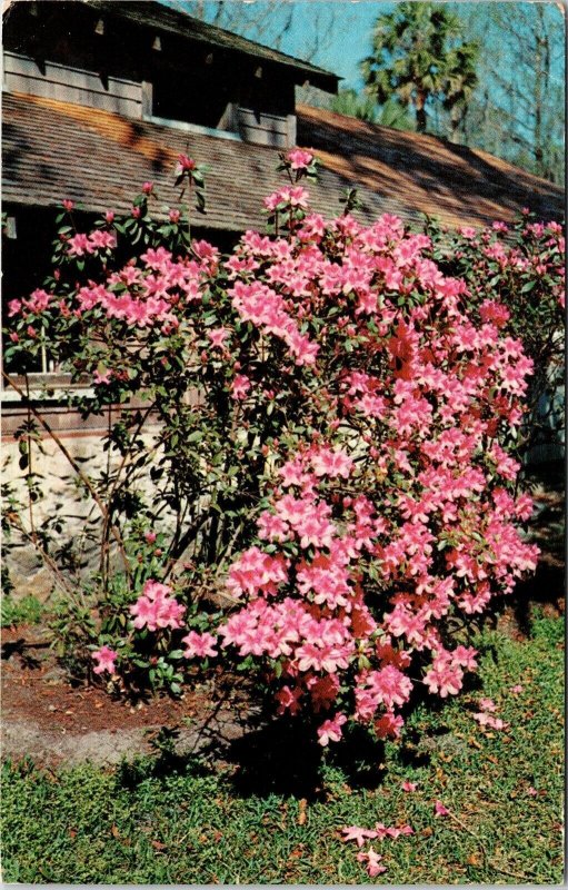 Florida Azalea Flowers Blooming Tropical Plantlife Chrome Cancel WOB Postcard 