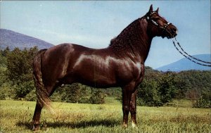 ARLINGTON VERMONT VT Morgan Stallion Bald Mountain Farm HORSE Postcard