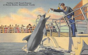 Feeding a 600 Pound Porpoise at Marine Studios - Marineland, Florida FL  