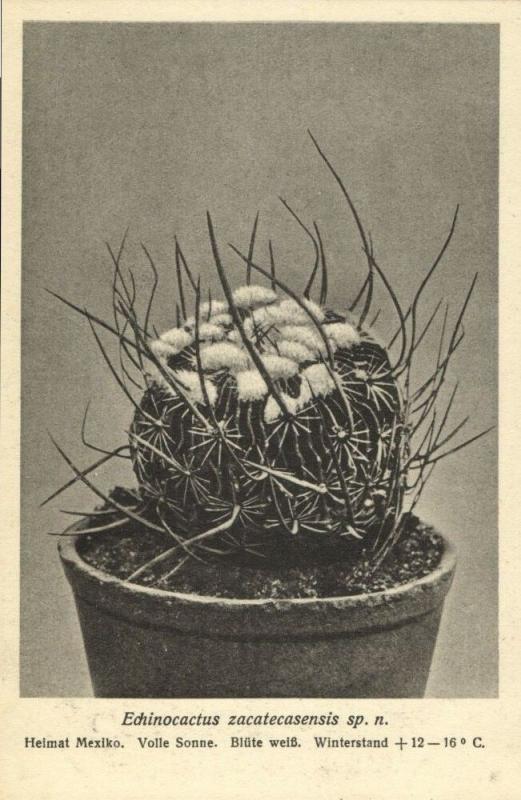 Cactus Cactaceae Echinocactus Zacatecasensis Sp. N. 1920s Otto Stoye Postcard