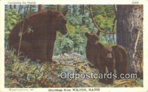 Wilton Maine, USA Bear Postcard