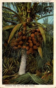 Jamaica Greetings Port Antonio Cocoanut Tree and Fruit 1942