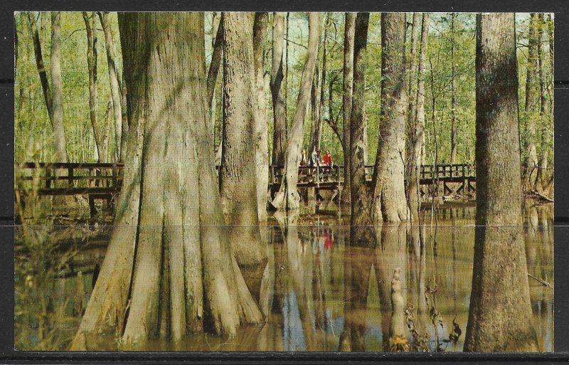 Mississippi, Natchez - Trace Parkway Cypress Swamp - [MS-052]