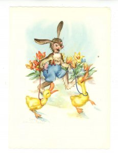 Dressed Rabbit - Walking The Ducklings