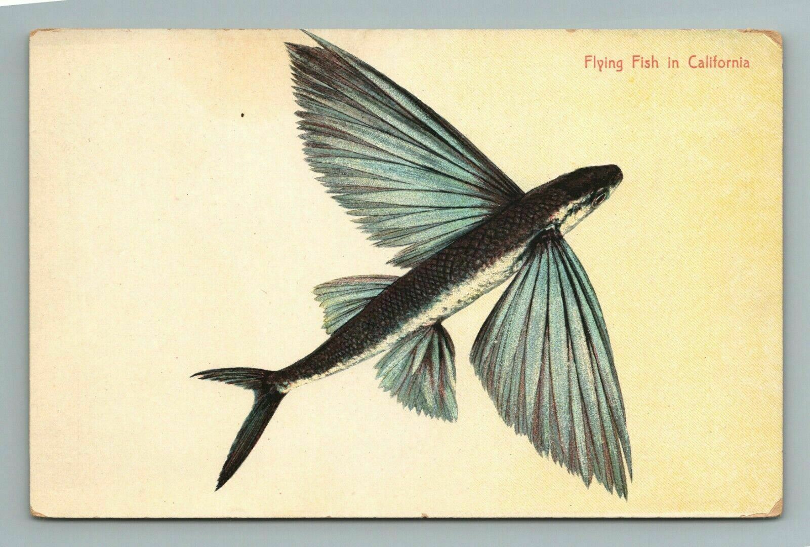 California Flying Fish