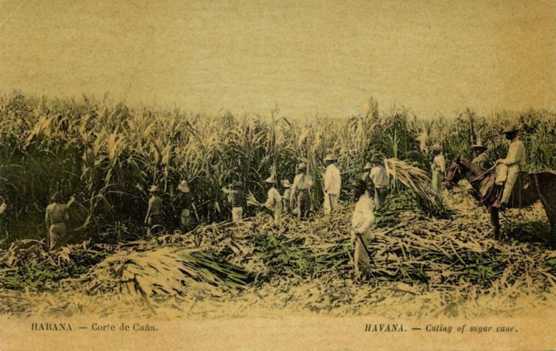 Cuba, HAVANA HABANA, Cutting of Sugar Cane, Corte de Caña (1910s) Postcard