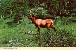 Elk