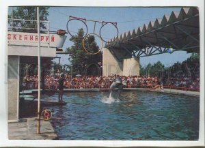 479471 1982 Georgia Batumi oceanarium dolphin performance photo Panova Planeta