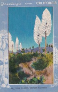 Greetings From California Yuccas In Bloom Blue Border 1945