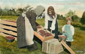 C-1910 Farming Agriculture Sorting Cranberrys Cape Cod Massachusetts 4119