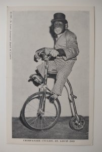 Tommy Chimpanzee Cyclist St louis Zoo Monkey On Bicycle 1947 Vintage Unposted