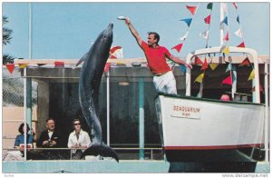 High Jumping Porpoise, The Fabulous Miami Seaquarium, Miami, Florida, 40-60´s