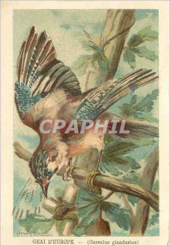 Old Postcard Jay Garrulus glandarius Europe