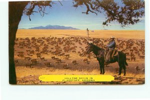 Cattle Ranch Hilltop Drive Flagstaff Arizona