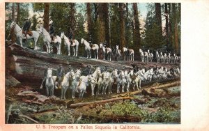 Vintage Postcard U.S. Troopers on a Fallen Sequoia White Horses California CA