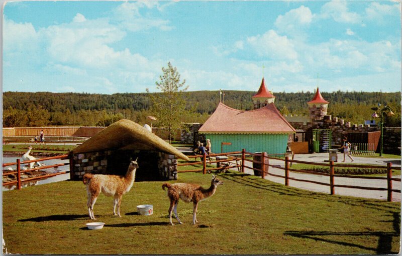 Storyland Valley Edmonton Alberta Llamas Children's Zoo Vintage Postcard H16