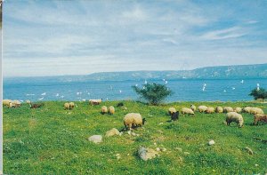 Sheep by the Sea of Galilee - Tiberia, Israel - pm 1993